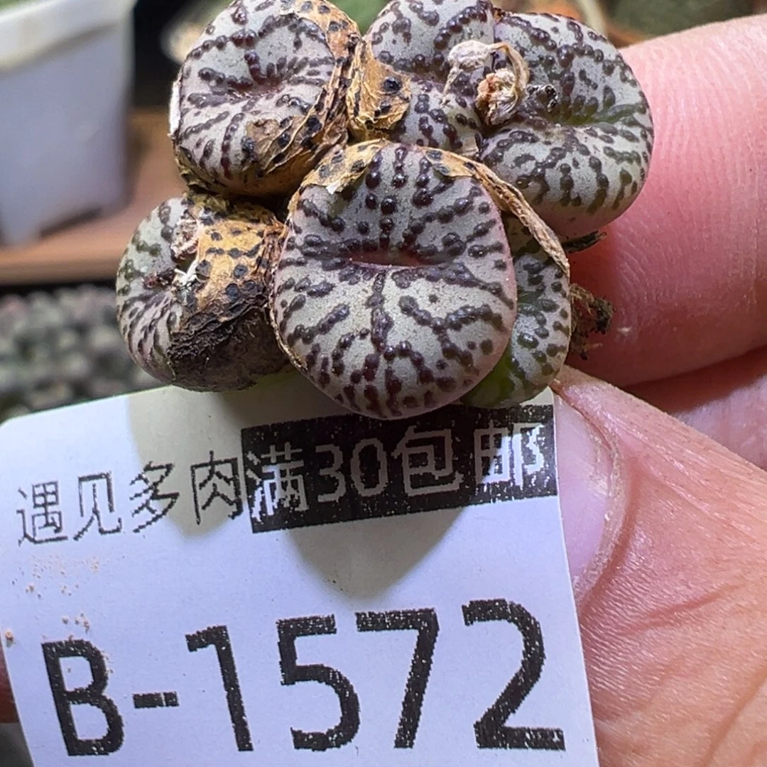 多肉植物111111111111
