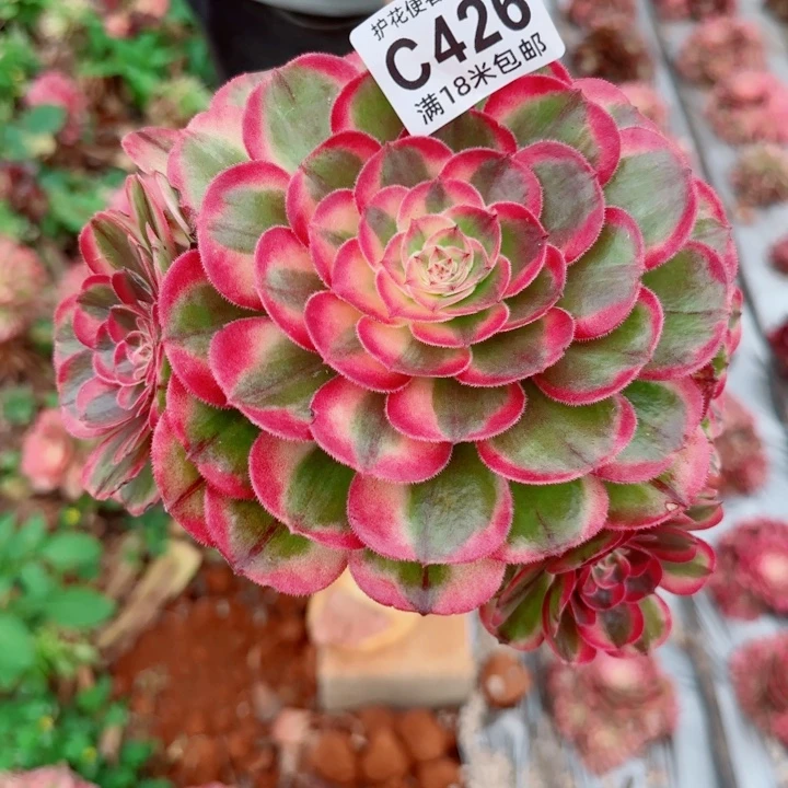 多肉 海胜多肉法师植物