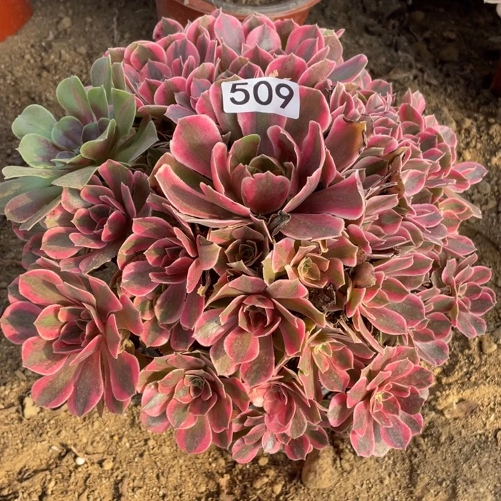 无花朵509多肉植物女妖