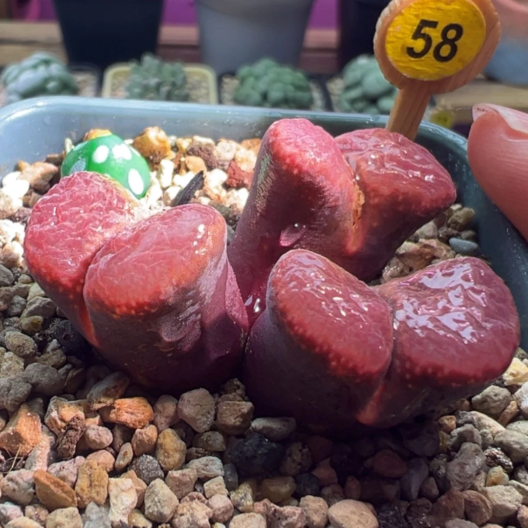 【闪购商品】给紫体麒麟