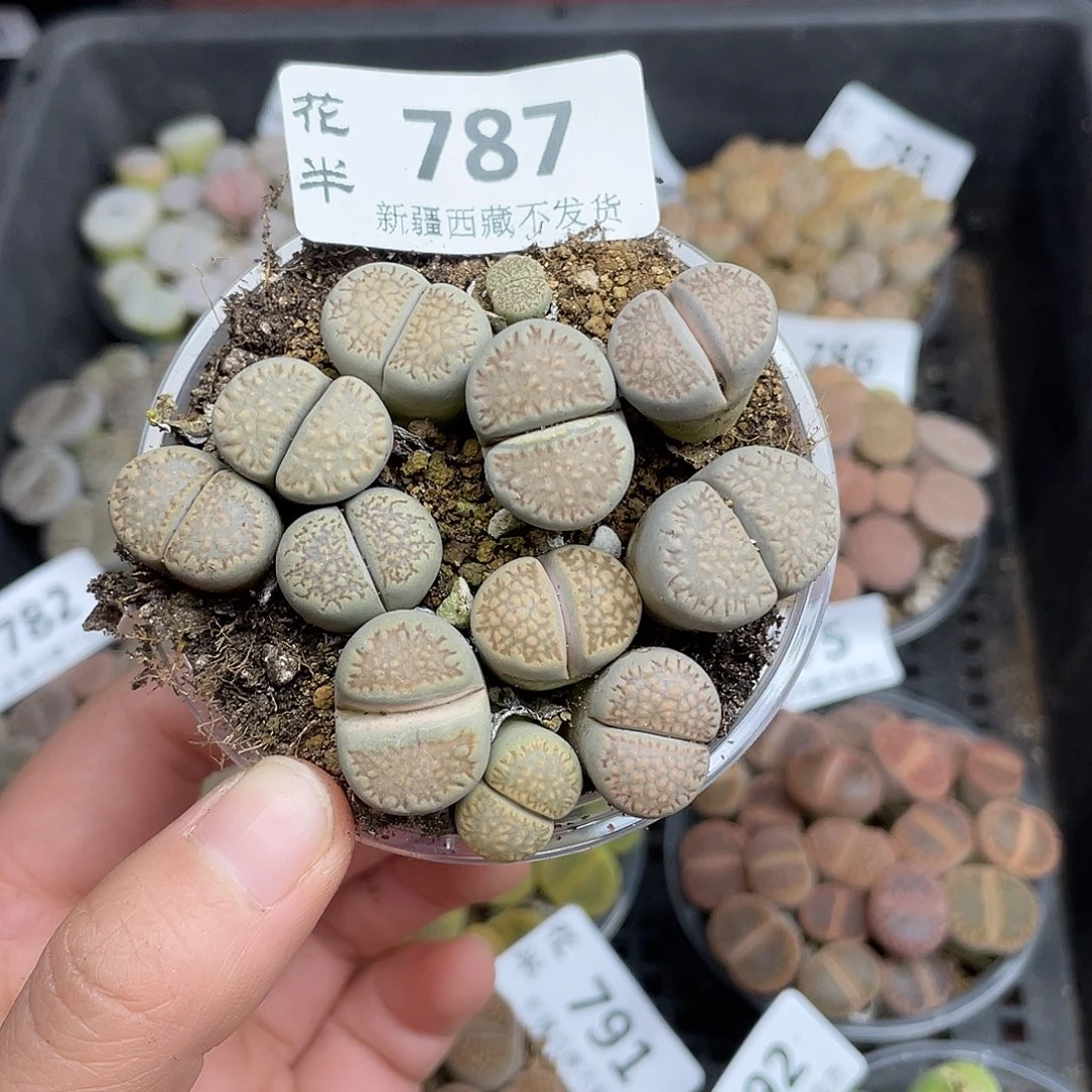 7870000000花花花花花啦