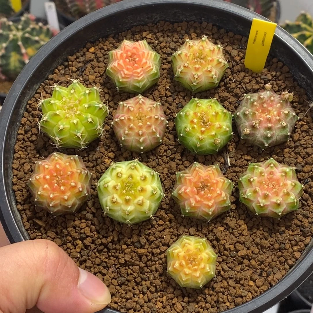 泰系轮回180一个随便挑