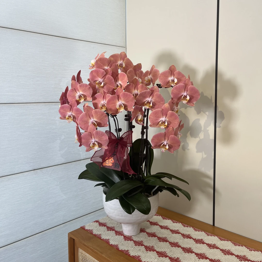 【三文鱼】小众稀有三文鱼色系蝴蝶兰 室内高端礼品花 （全花开放）
