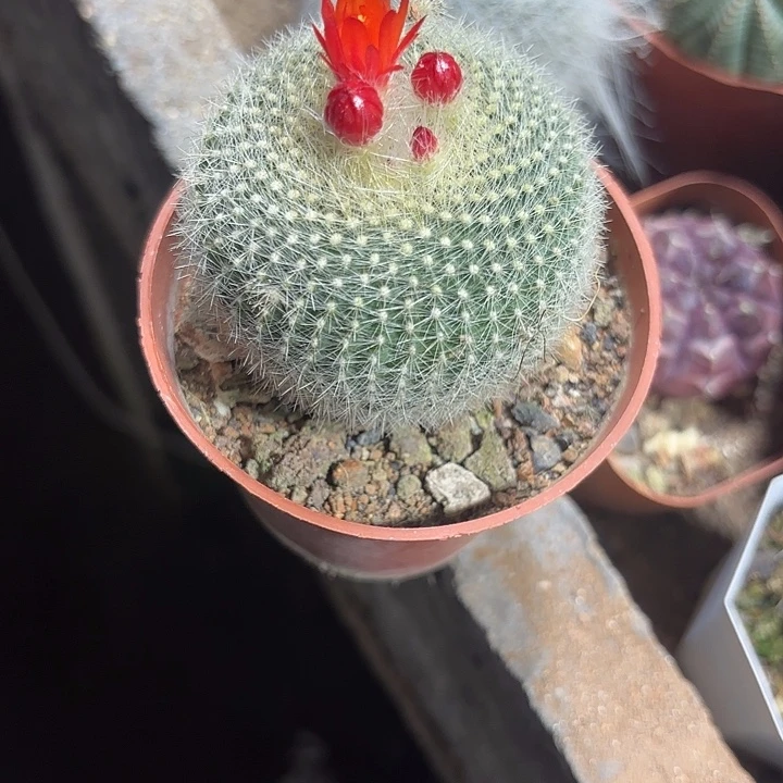 当前无花栽培后可以开花