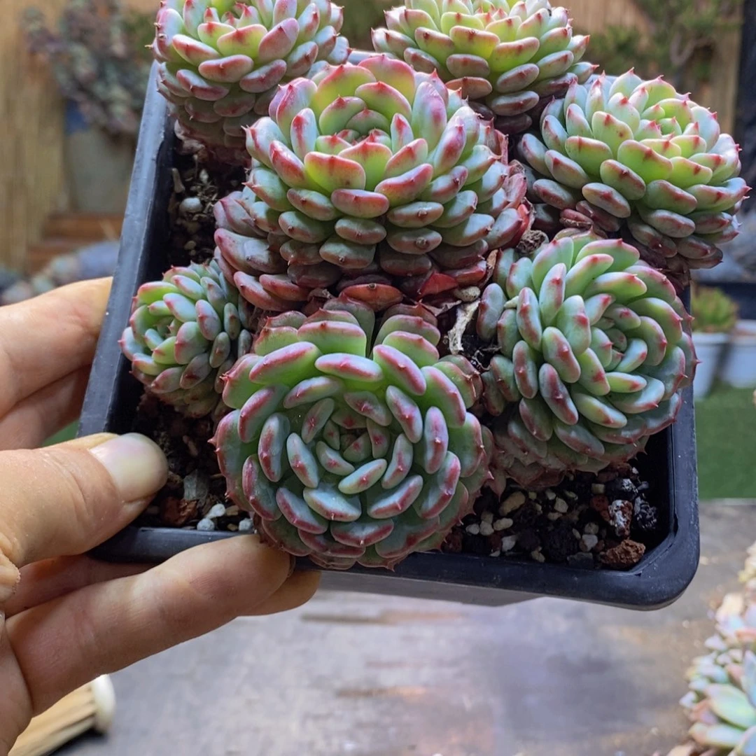 往***RA44号白胖子多肉