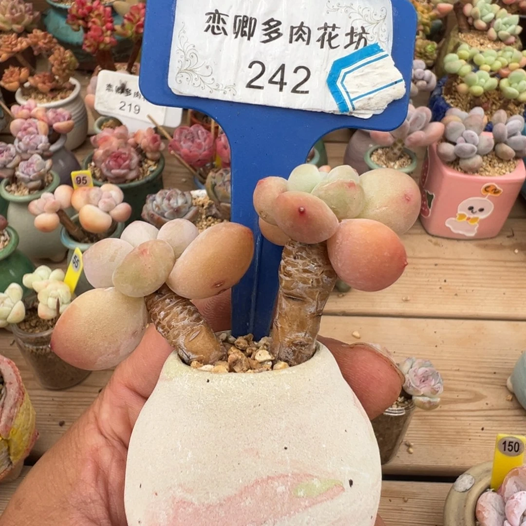 卡***伊242香水带盆土发货