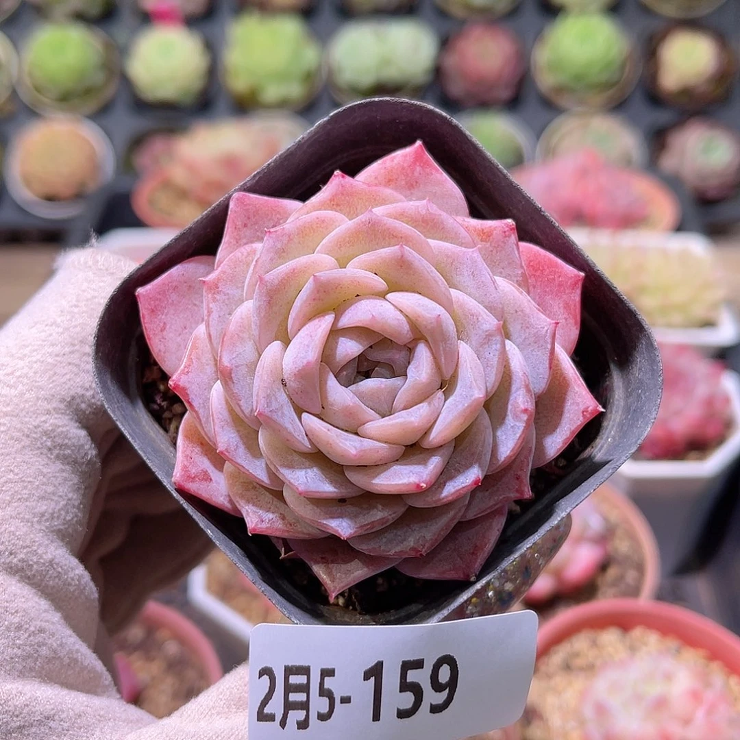 花利美5-159纯爱单头