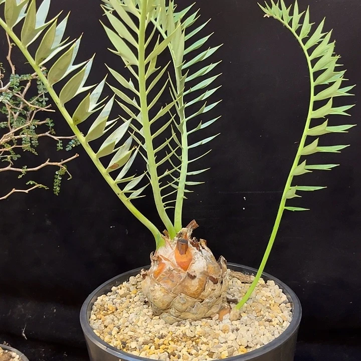 汤圆植物蓝棘铁漂亮