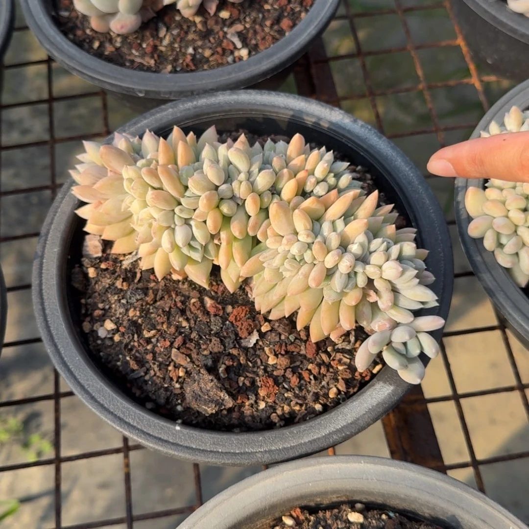 白雪公主缀化多肉植物