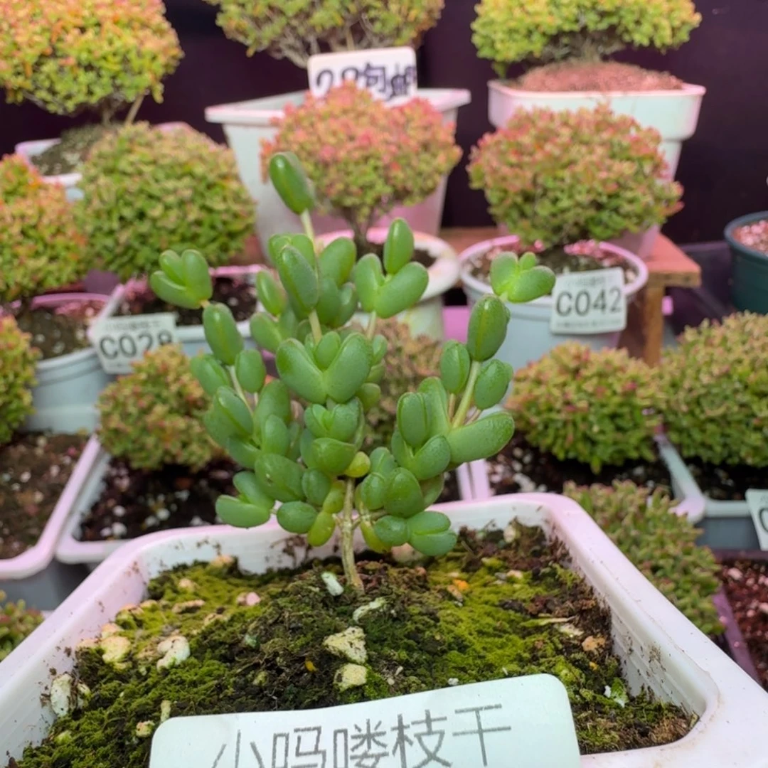 枝干番杏蜜桔糖球元宝024