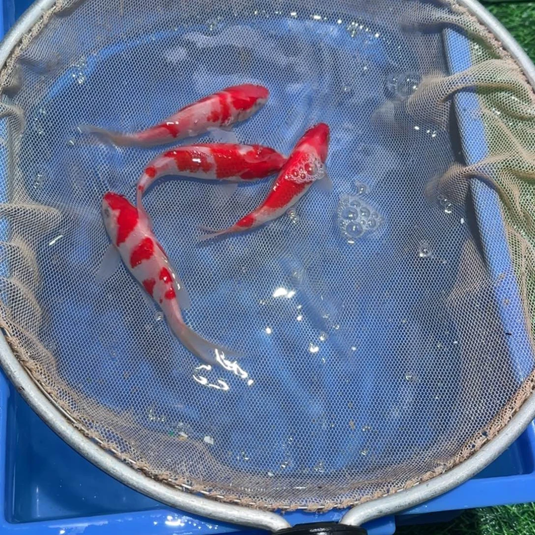 锦鲤锦鲤观赏鱼锦鲤