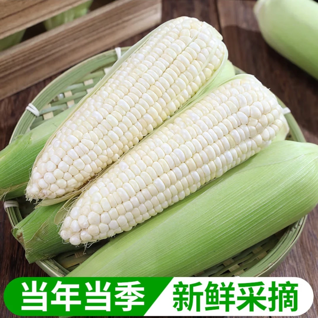 [发顺丰]崇明岛本地小不点白糯玉米3斤/5斤老品种绿色食品认证