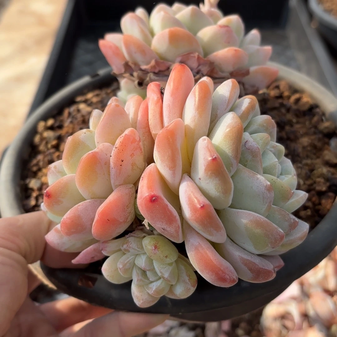 忠英的两个冰玉好看