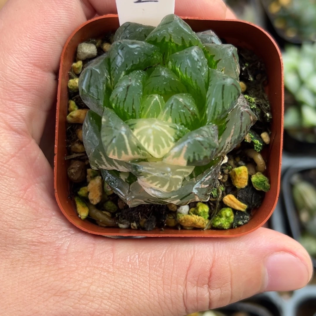 2龙鳞玉露锦一物一拍