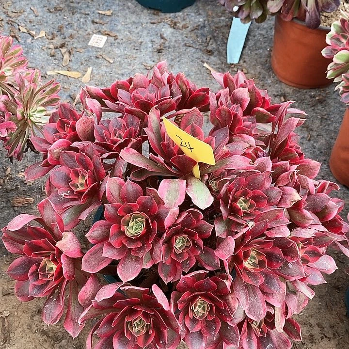 24 一颗女妖法师多肉