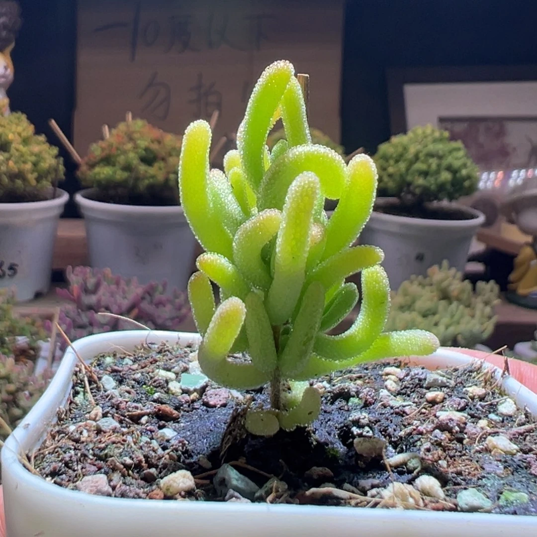 46橙叶奶黄锦一物一拍包开箱