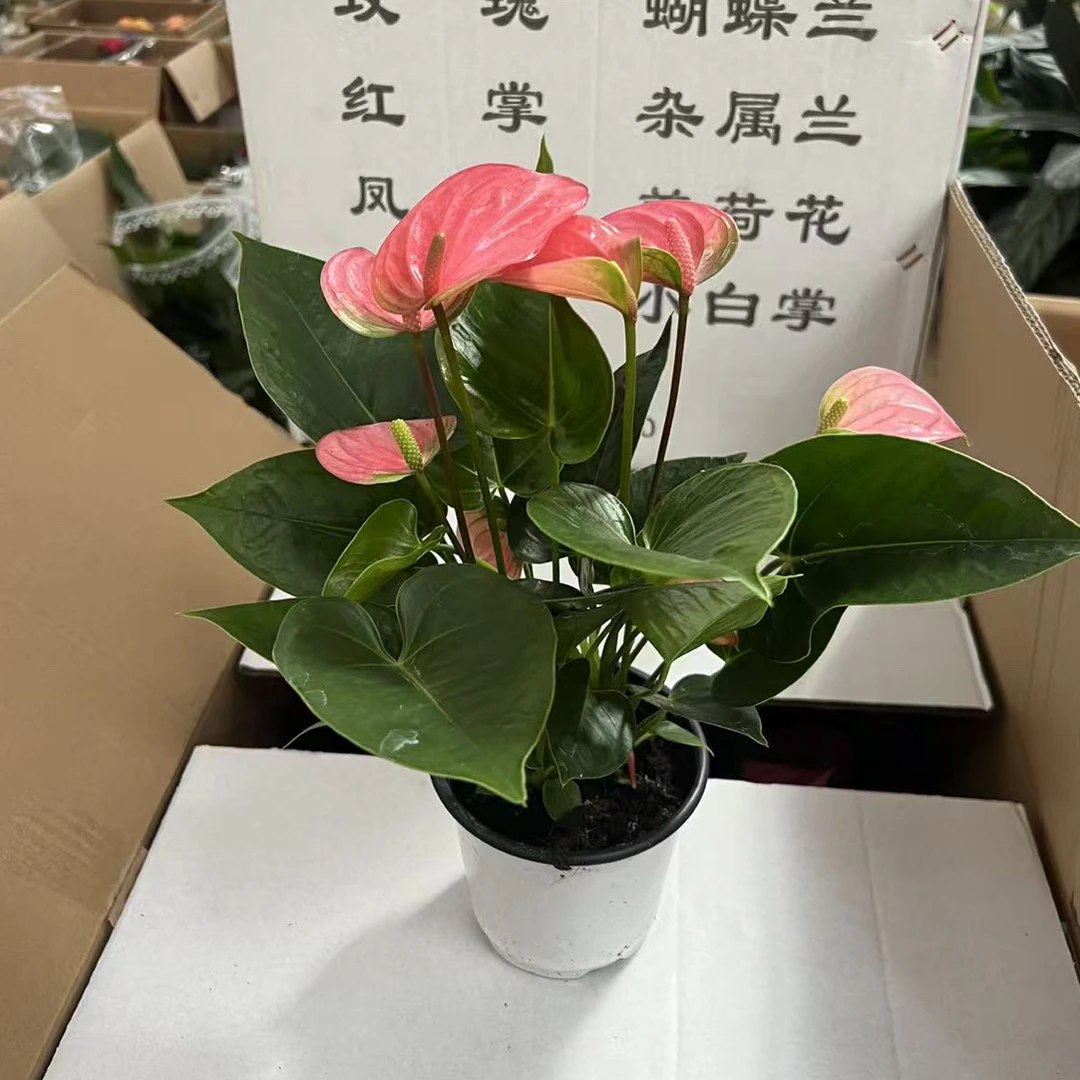高端粉掌粉黄冠四季开花盆栽