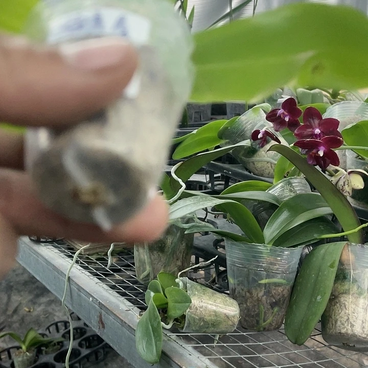 盈***筑当前无花栽培后可以开花斑点盾瑕疵