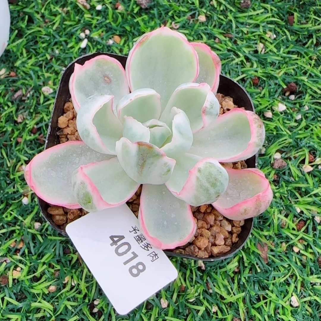 伯克利锦，4018多肉植物
