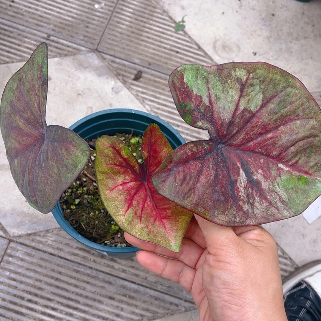 完全开放泰彩一物一拍275