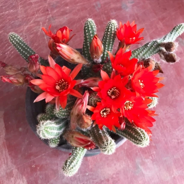 新手仙人指白檀毛毛虫仙人球盆栽花卉多肉植物垂吊鼠尾仙人掌吊兰