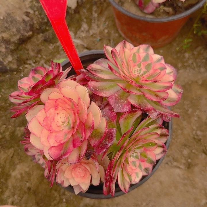 2-225荔枝多肉法师