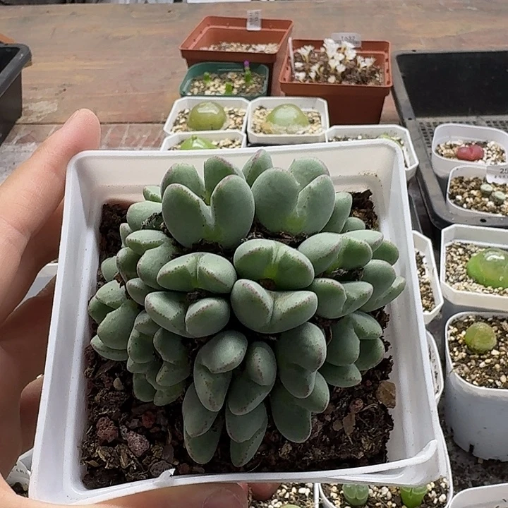 老马生石花少将2713