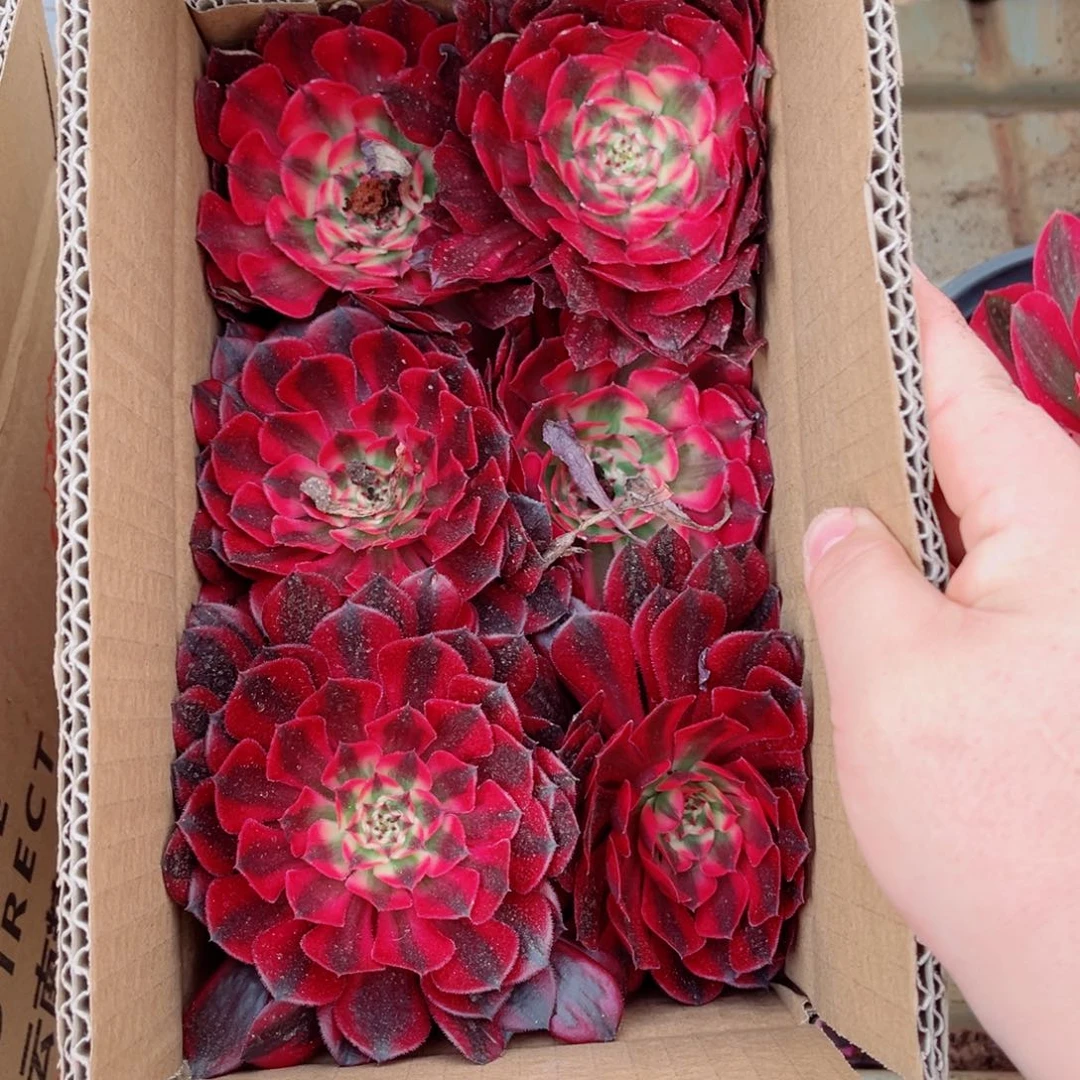 小苗组合套餐3号