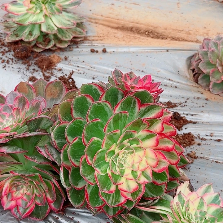 万花筒单头戴崽多肉植物