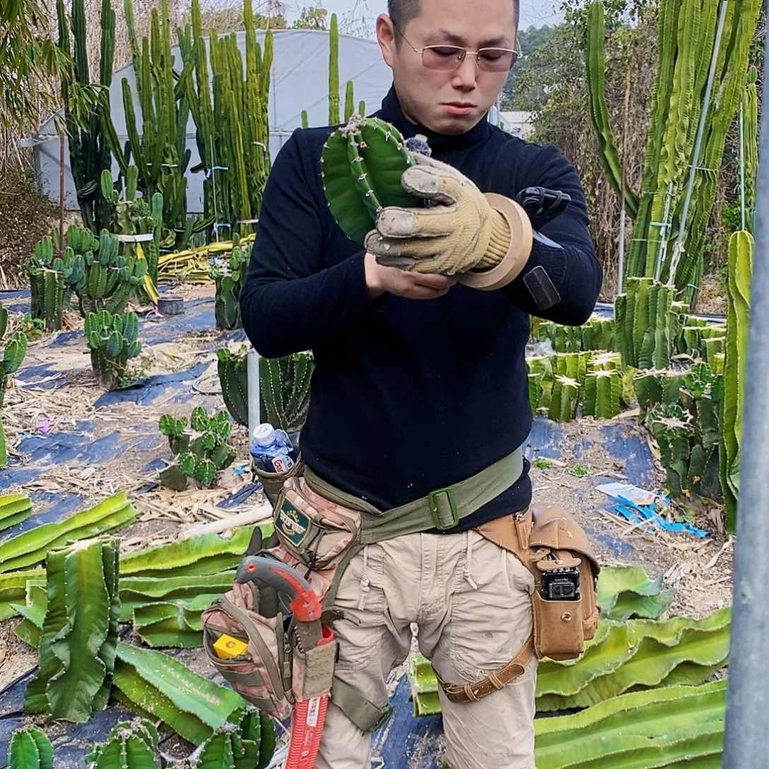 秘鲁苹果小豆丁侧枝10公分左右无根