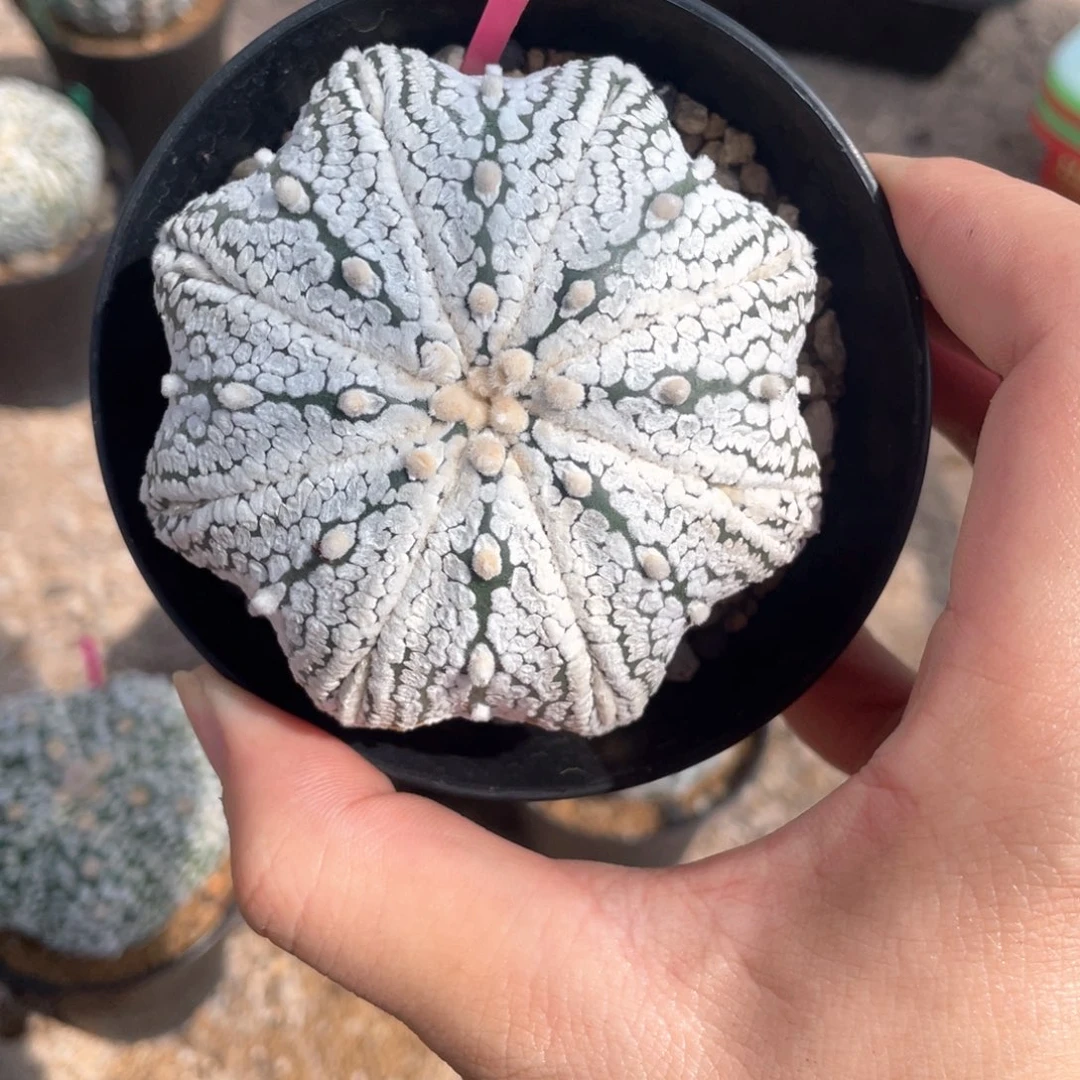 用***4实生兜福利福利福利