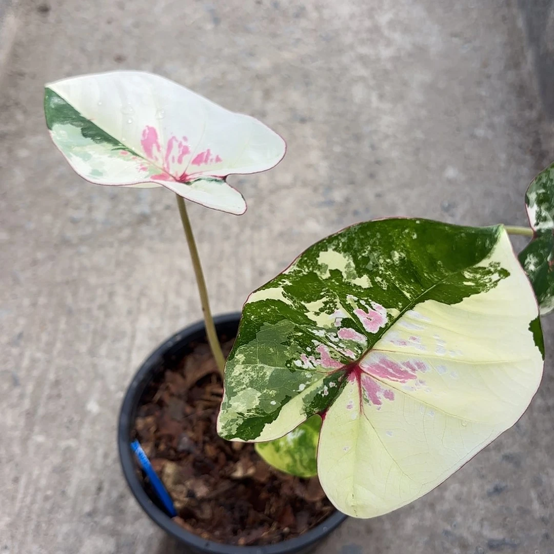 香**狗002-0125彩叶芋泰国发货