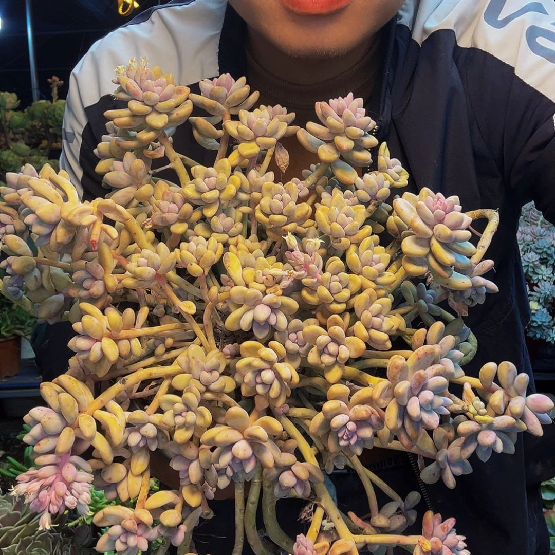 艾桃一物一拍脱土包邮