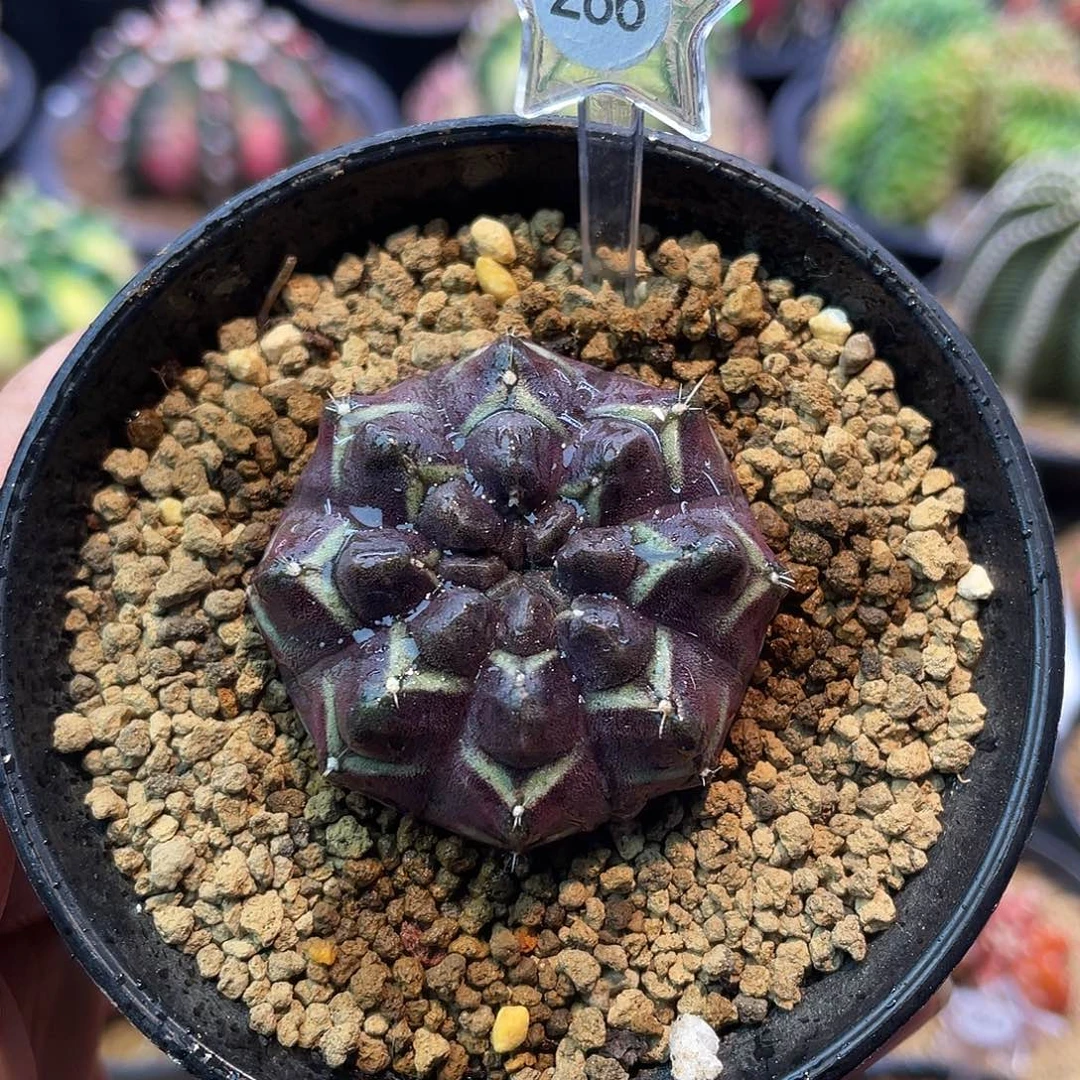 1-286梦想实生3.8厘米