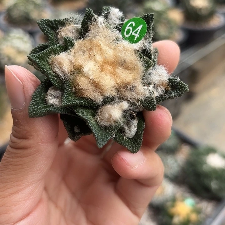 袖蒲嫁接仙人球64