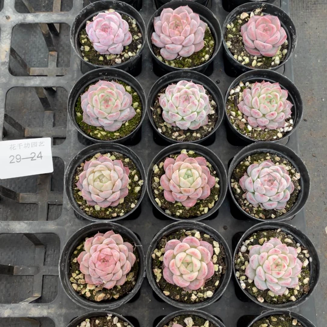 一物一拍18棵29-24