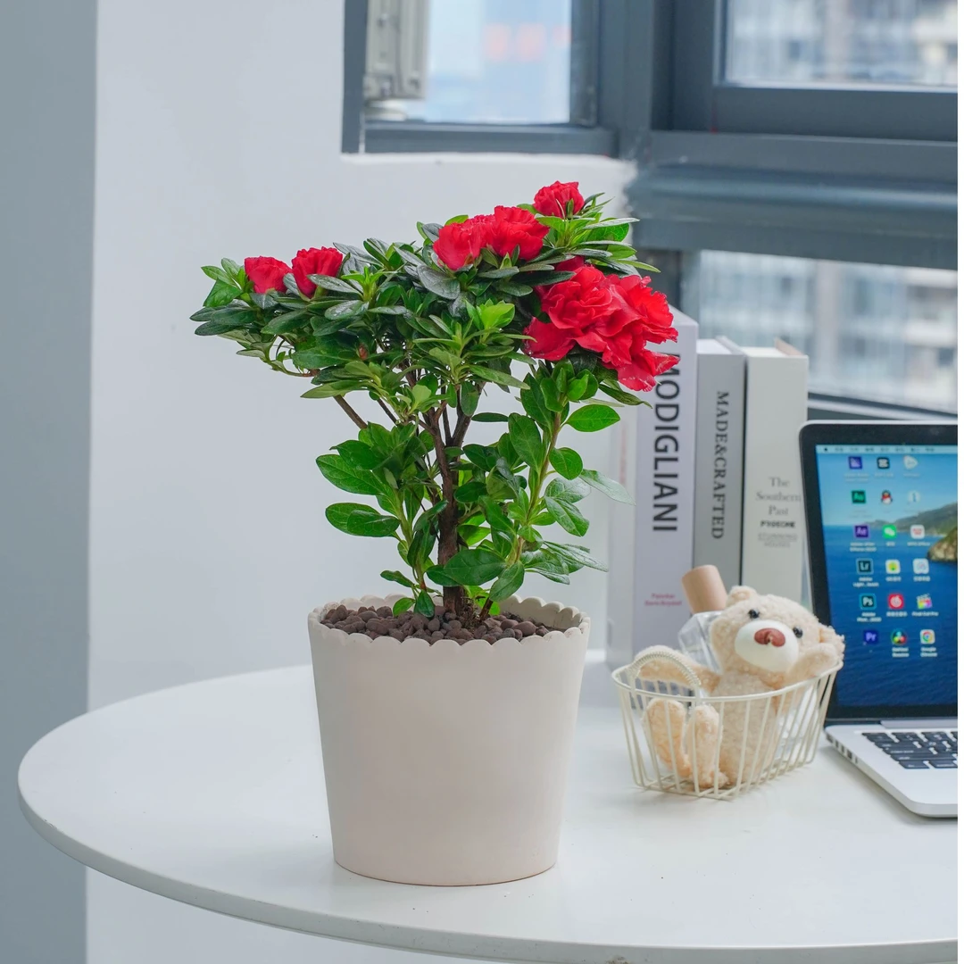 四季杜鹃带花盆种好发货带花苞室内阳台花卉绿植老桩盆景开花好养