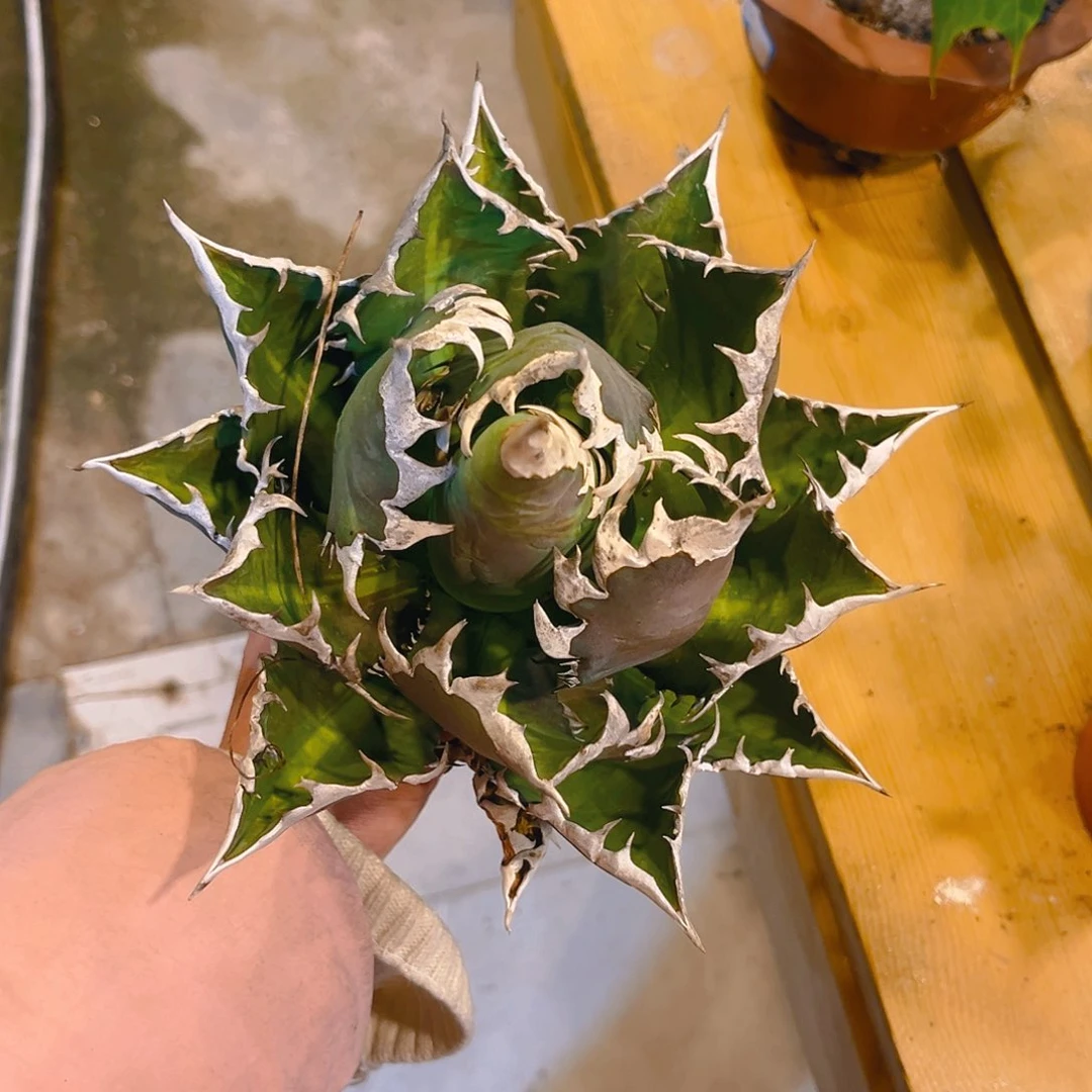 D*超级猫，潮流植物