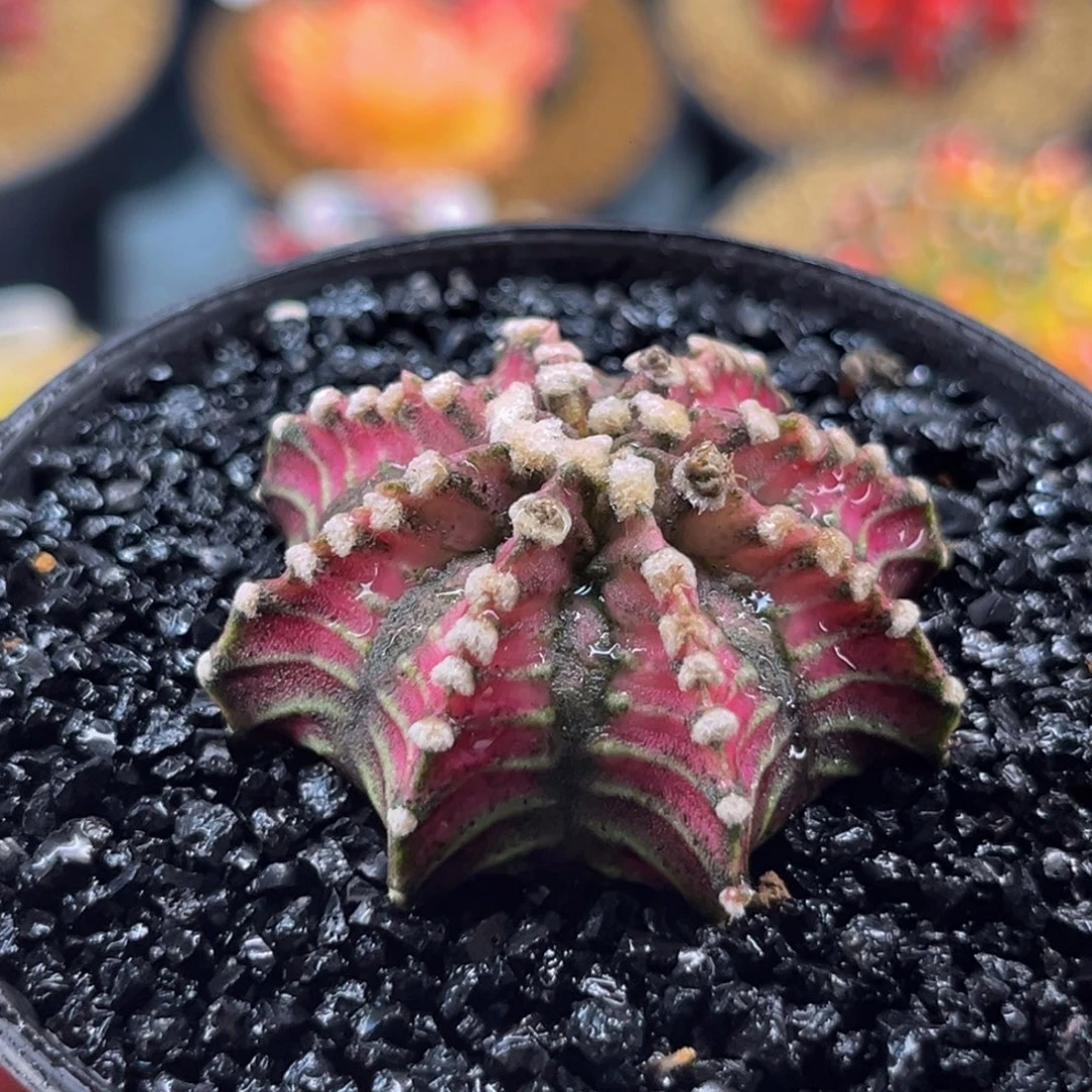 粉红龙骑兵 米哈仙人球