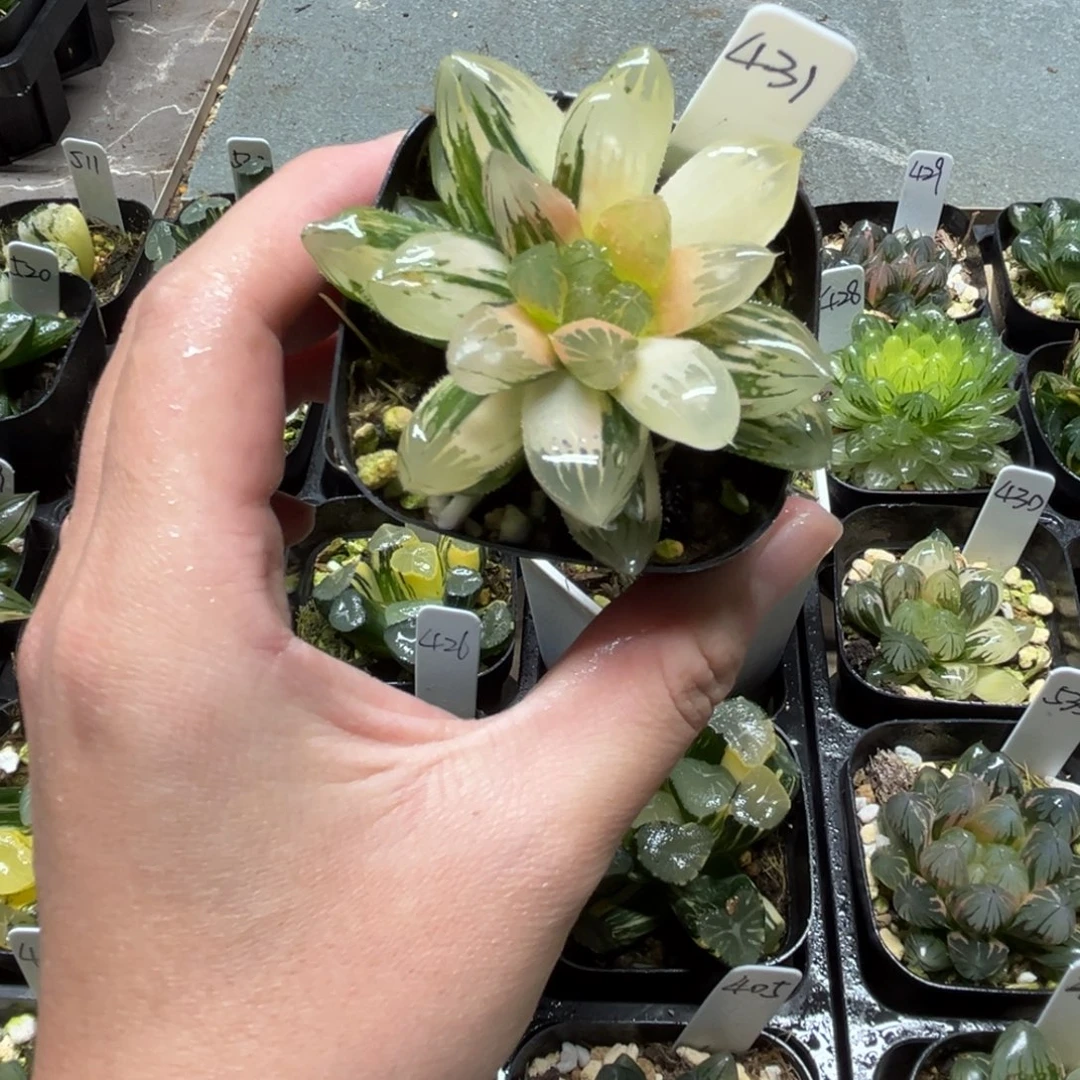 431龙爪玉露锦一物一拍