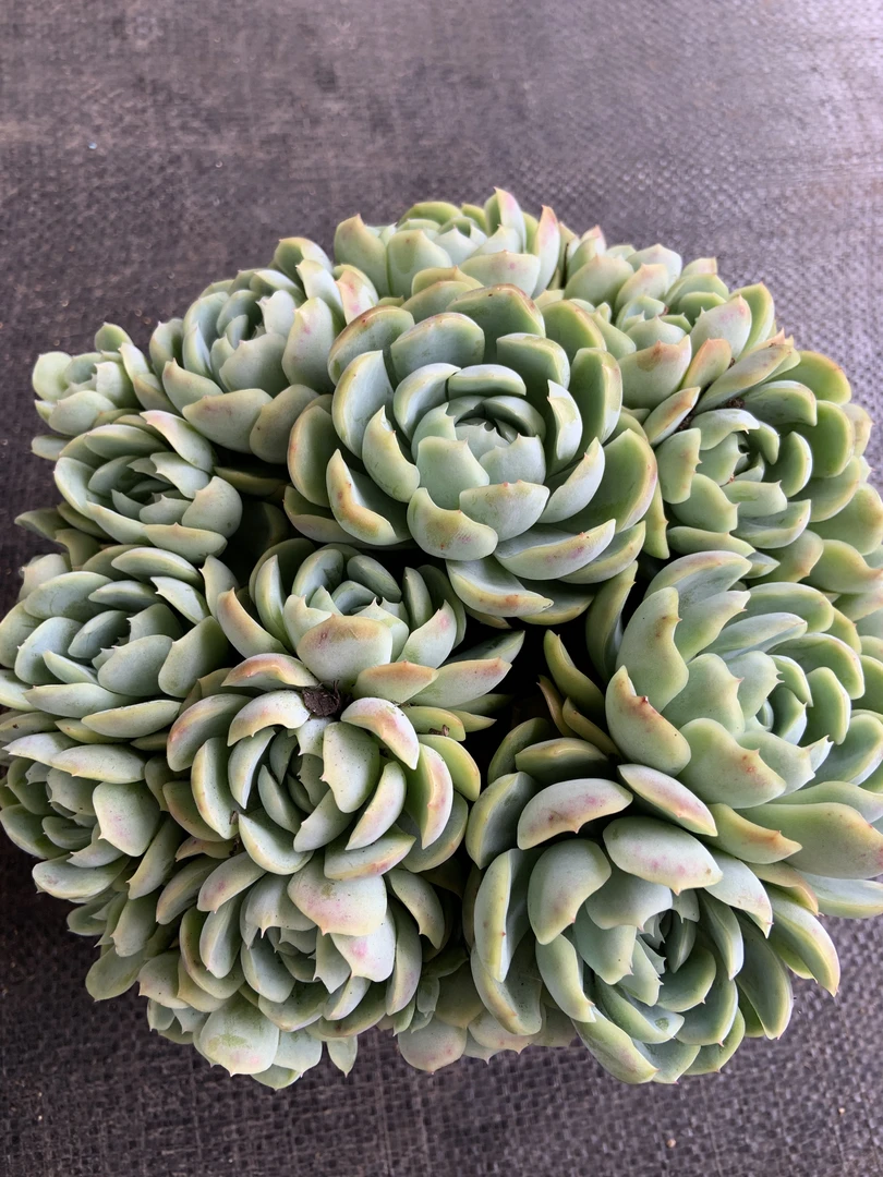 带盆带土香水贝瑞多肉植物适合阳台庭院种植