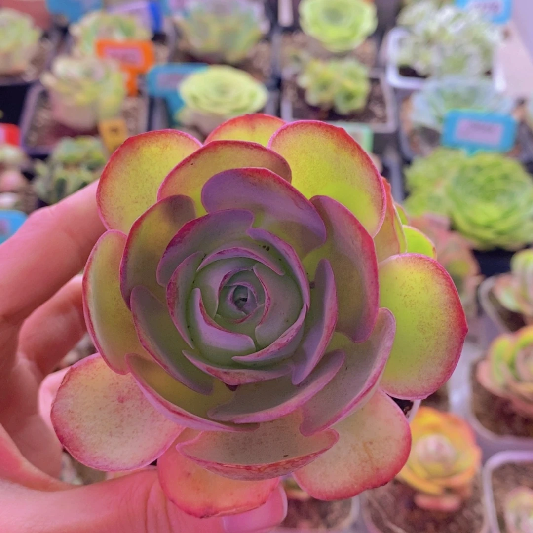 山地玫瑰一物一拍酒红387