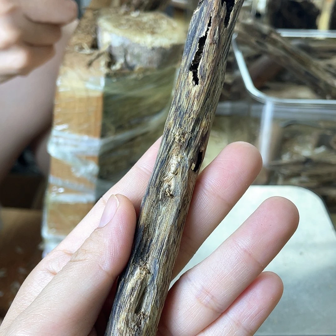 木绿奇楠原材料虫漏13克