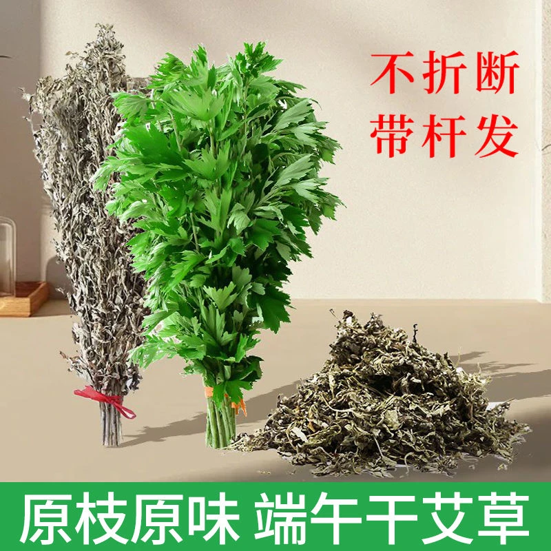 新鲜整棵蕲艾草端午节装饰整把全株带杆长条正宗艾叶艾草端午装饰
