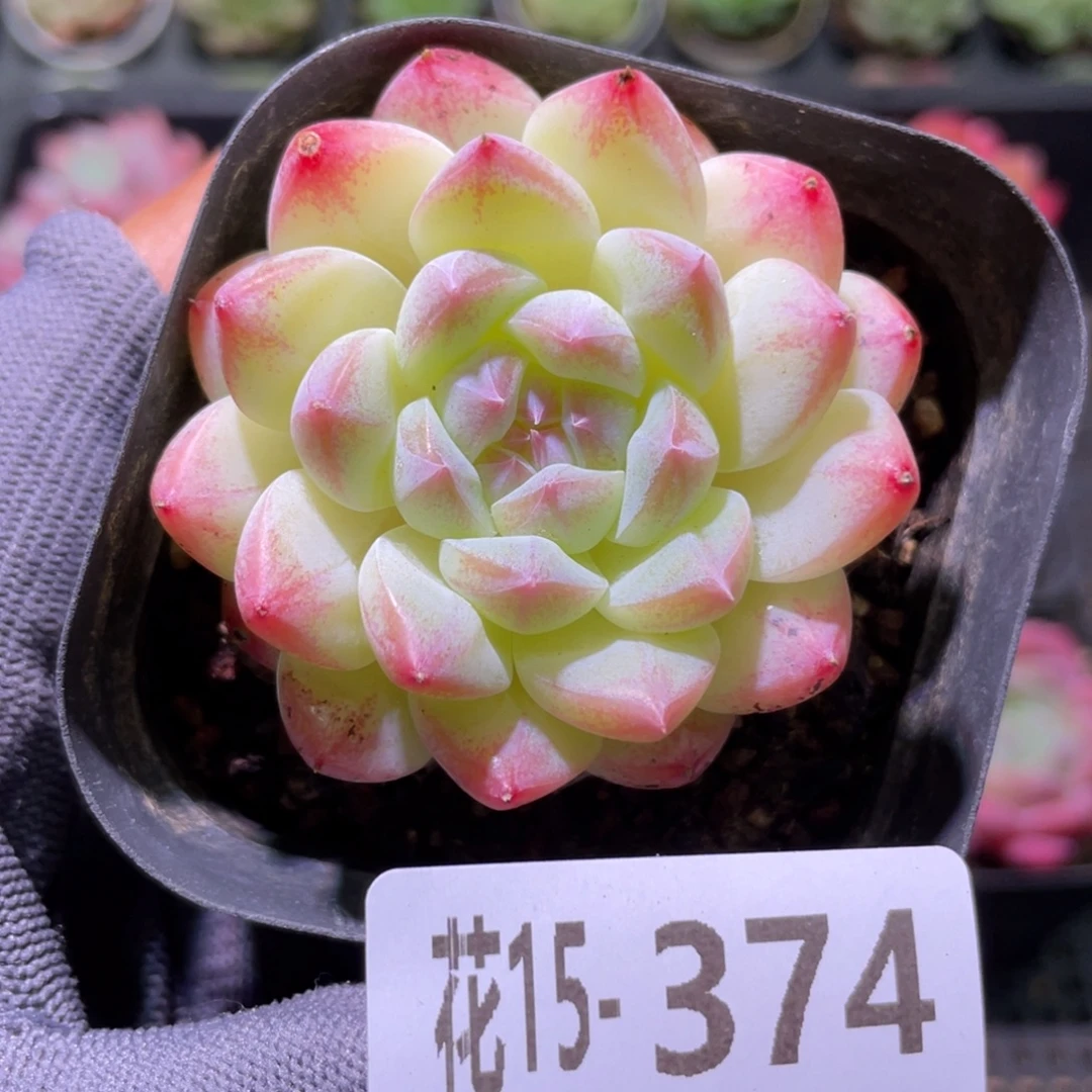 花利美15-374白桃汽水