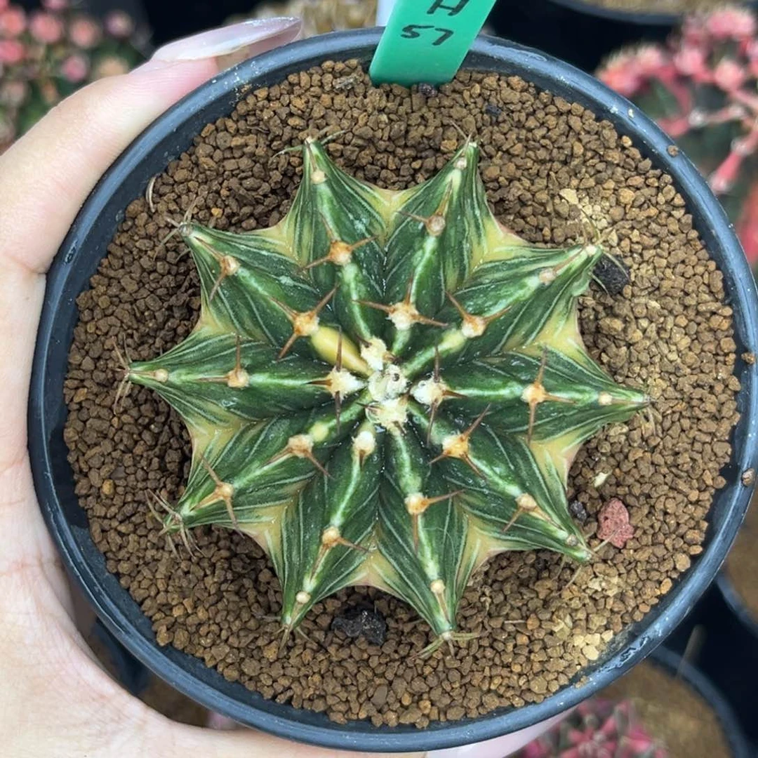 H57 泰系肋骨锦 实生 带盆土