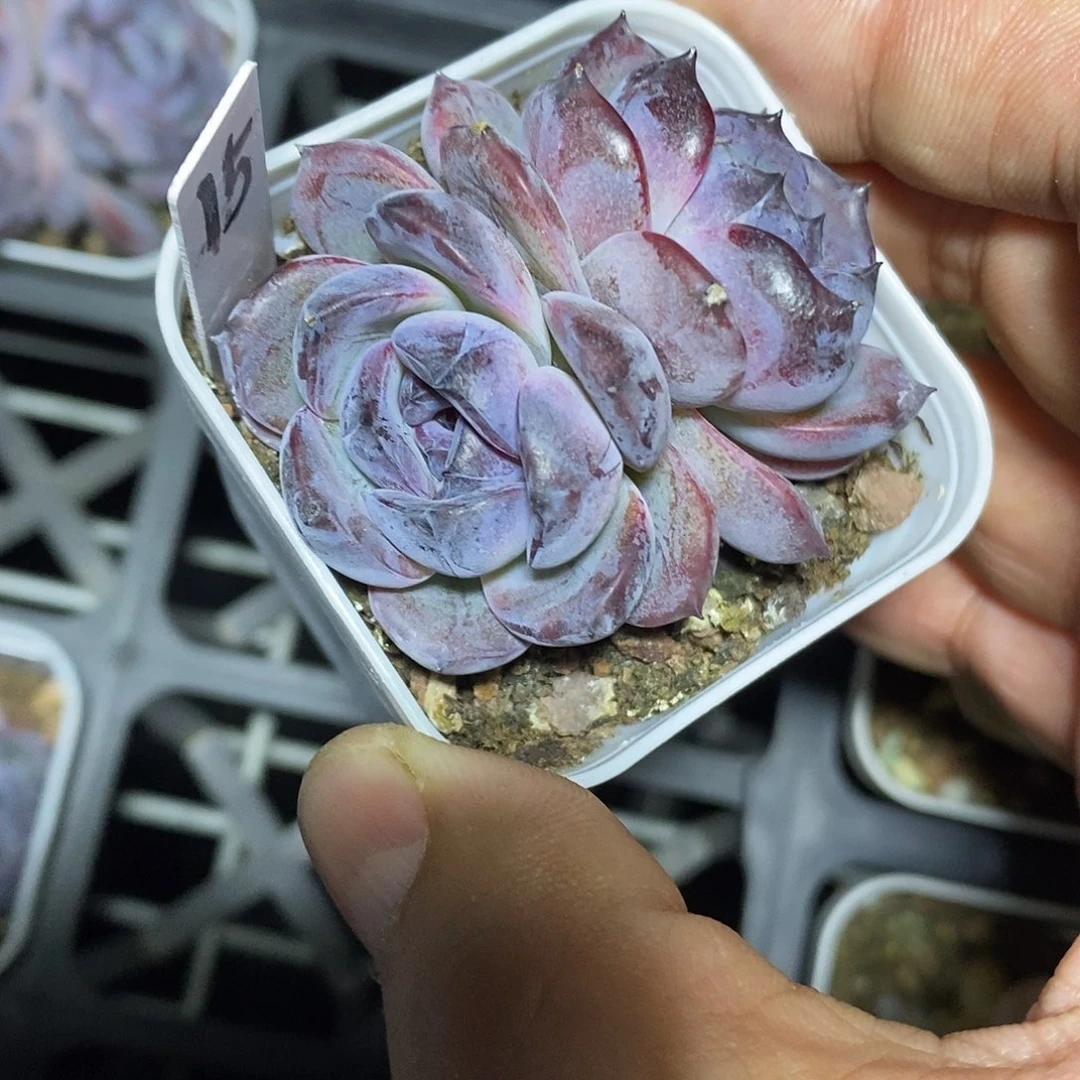 黑橙5厘米盆多肉植物