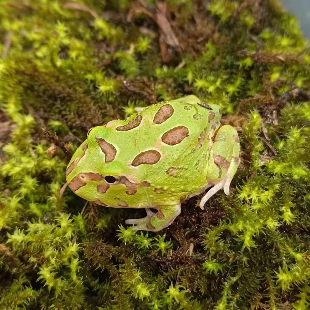 南美角蛙活体绿南瓜皮卡丘宠物异宠