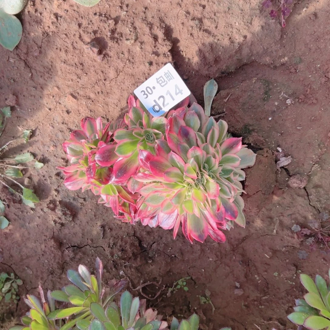 214美缀多肉法师