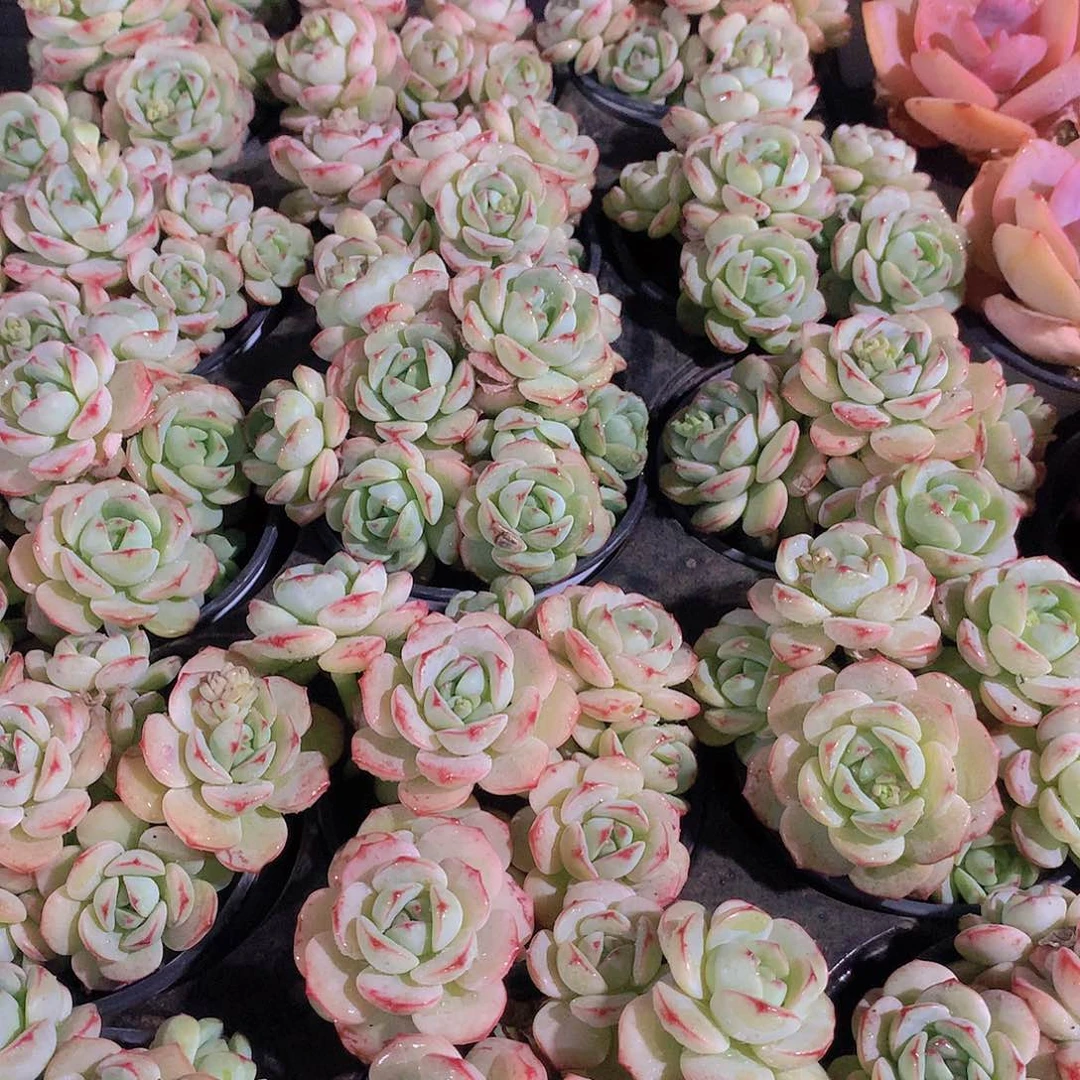 香草碧斯多头24556777466